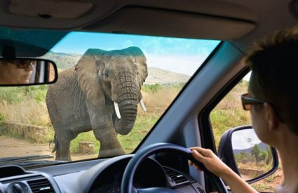 Easy self-drive tours in South Africa