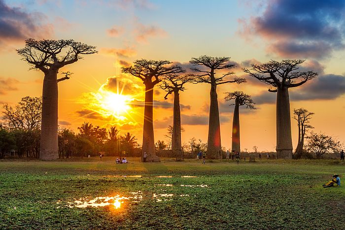 Baobab allwy in Western Madagascar