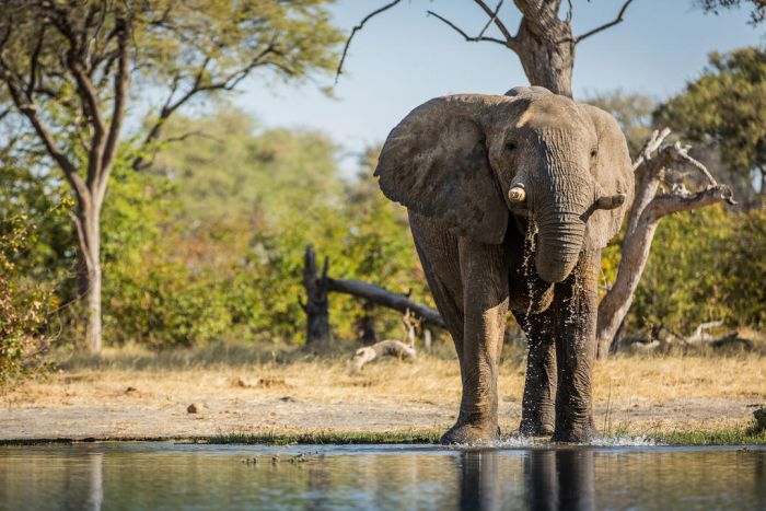 Cedarberg_Africa_machaba-safaris-elephant-700