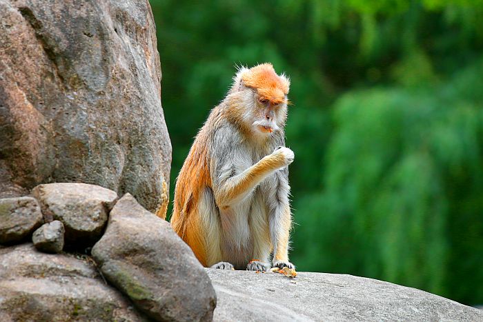 Patas Orange Monkey in Kidepo Valley National Park