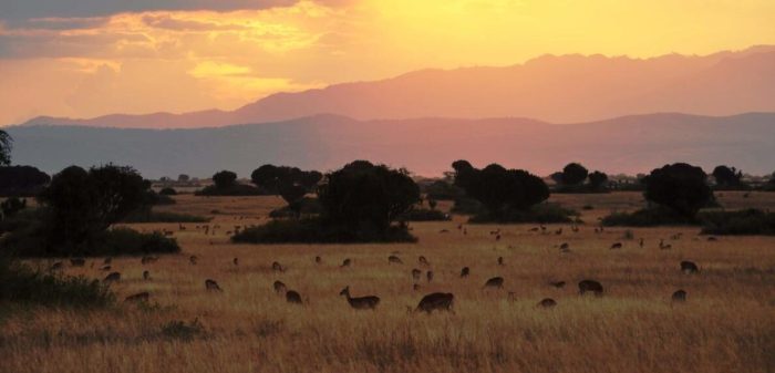 Cedarberg Travel | Uganda Explorer Safari