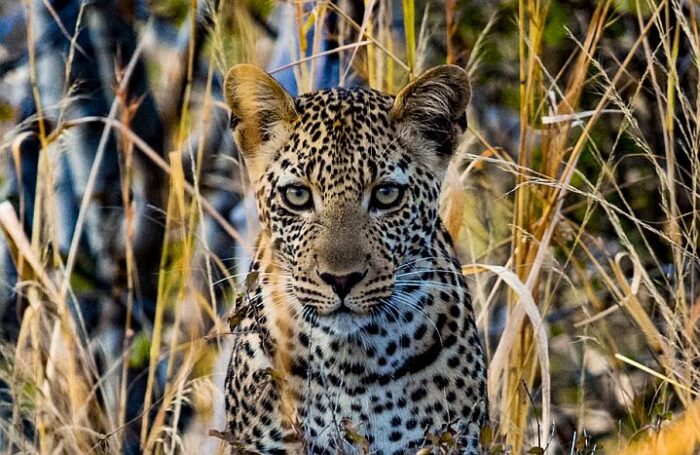 Leopard on Ruaha National Park safari