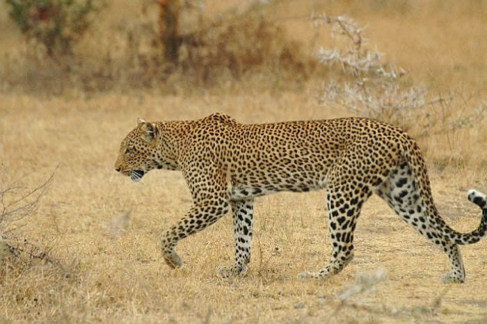 Leopard seen at Lake Manze Camp, safari in Nyerere National Park