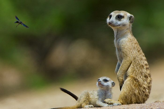 Meerkats in the Kalahari desert