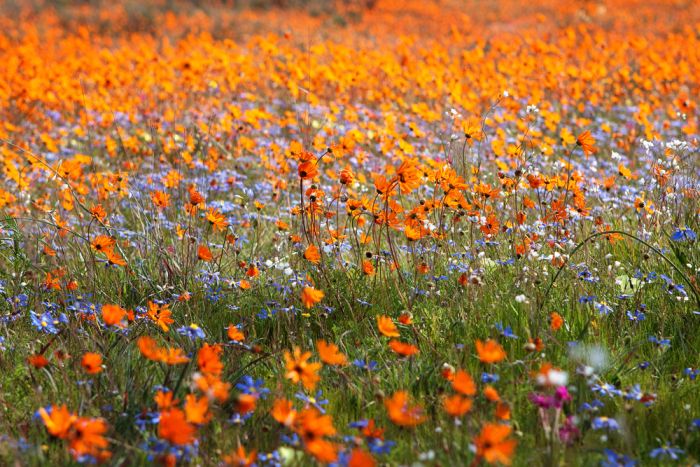 Spring flowers in Namqualand