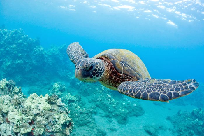 Turtles off Ile Sainte Marie Madagascar