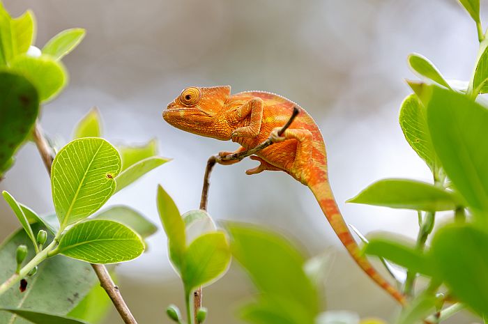 Amber Mountain Parsons Chameleon