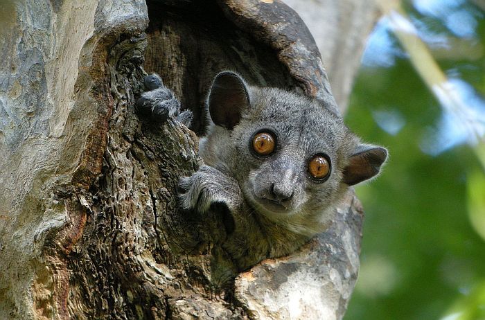 Madagascar - Western region Kirindy red tailed sportive lemur