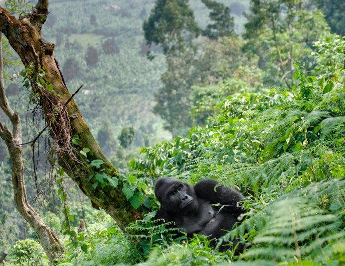 Cedarberg Travel | Remarkable Western Uganda