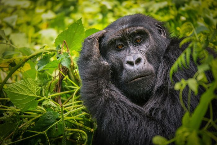 Cedarberg-Africa-Bwindi-gorilla-mother