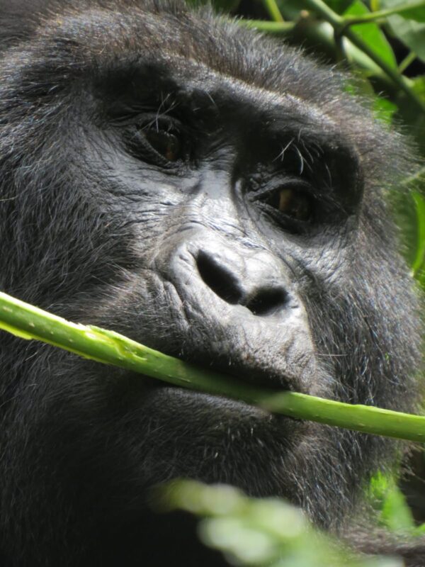 Cedarberg-Africa-Trip_report_Mari_Uganda3