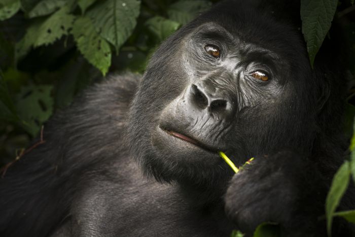 Cedarberg-Africa-gorilla-eating
