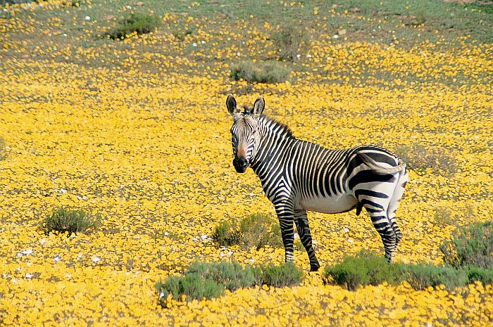Zebra at Bushmanskloof in northern Cederberg