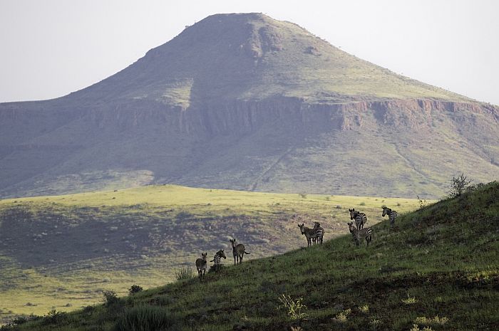 Zebra in Damaraland