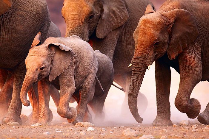 Baby elephant with its mother in Etosha National Park