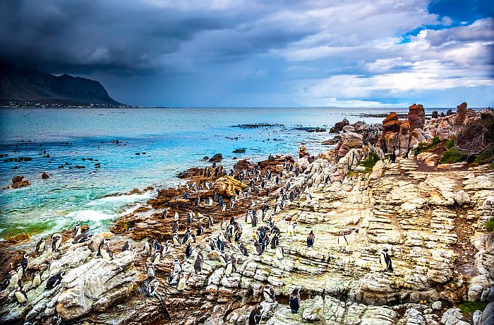 Penguins at Bettys Bay near Hermanus