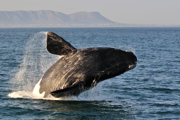 Whale breaching near Hermanus