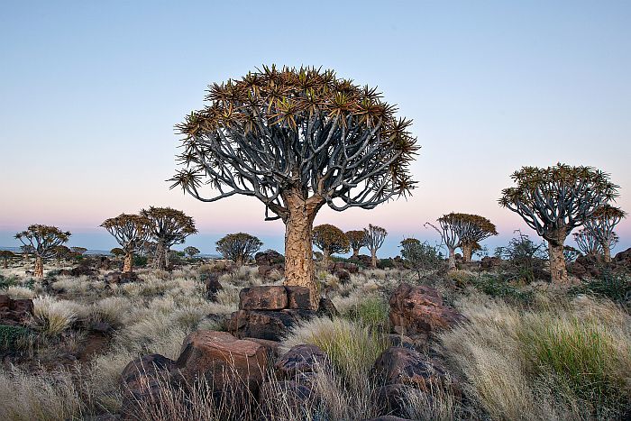 Kokerboom in the Southern Kalahari