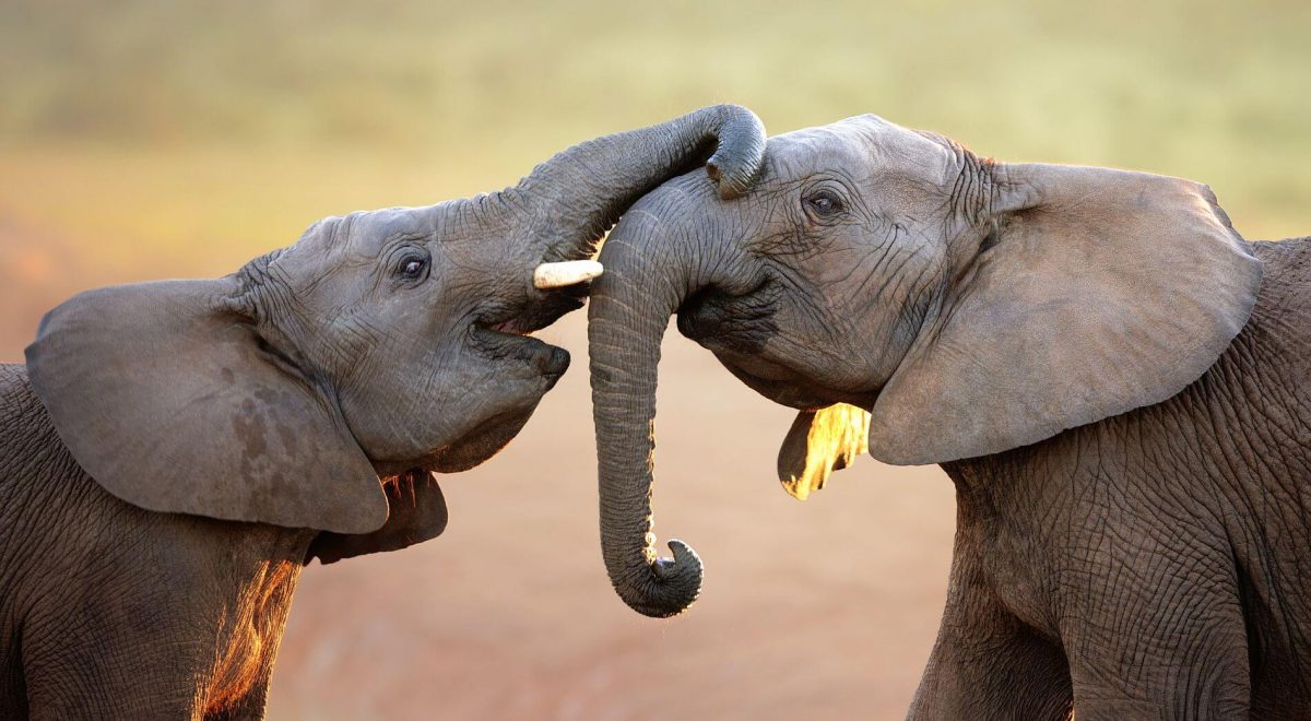 Elephants trunking on an Addoe Elephant Park safari