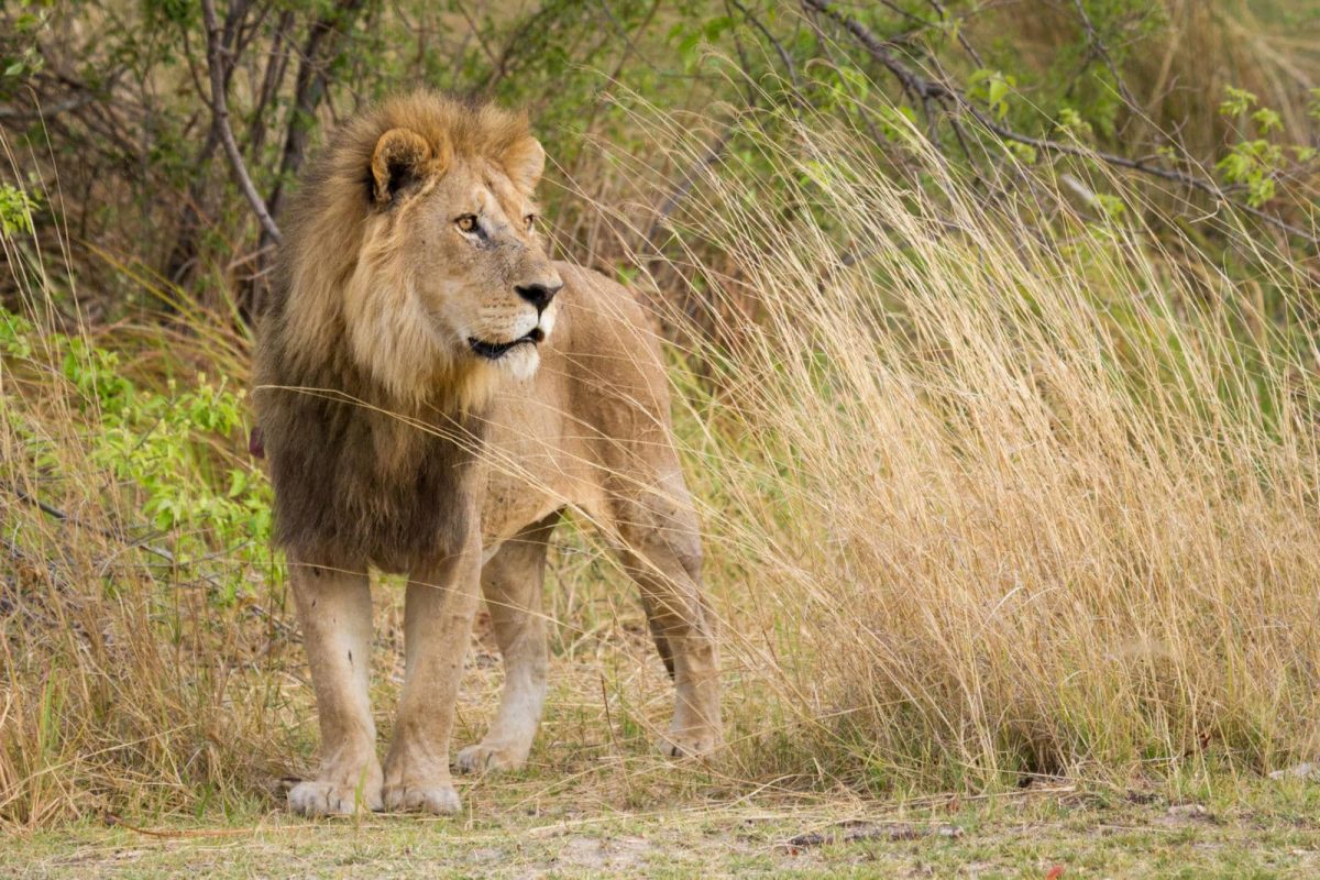 Cedarberg_Africa_Moremi-Activities-lion