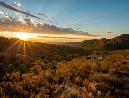 Tips for Flower Viewing in Namaqualand, the Cederberg & West Coast in 2025