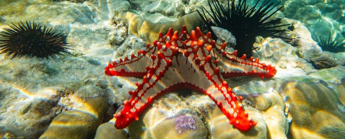 Cedarberg Travel | Romantic Zanzibar Explorer