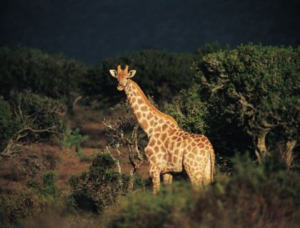 Adventurous Self-drive safari routes in South Africa & Namibia