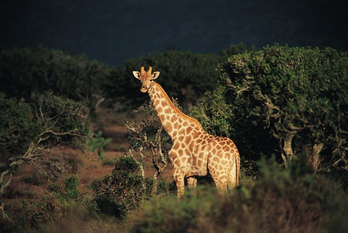 Giraffe on eastern cape safari holidays