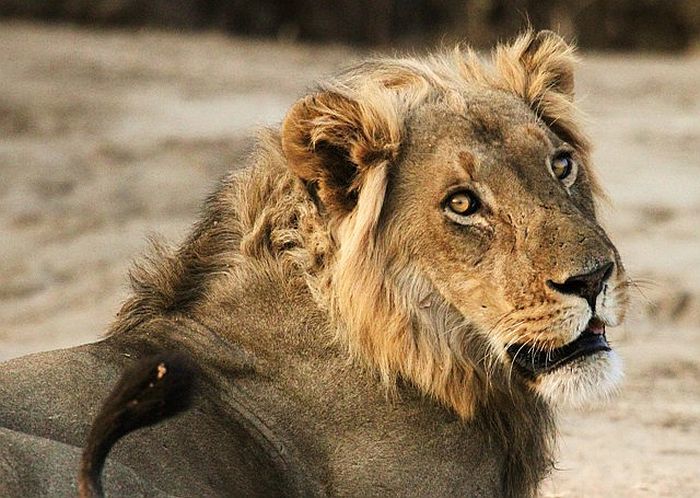 lion at Kanga Camp in Mana Pools National Park, Mana Pools Lodges