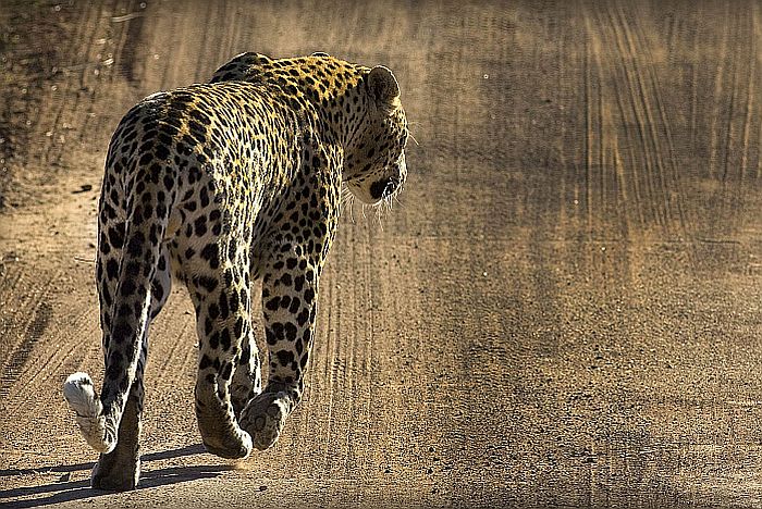 Leopard seen in Pilanesberg National Park safari