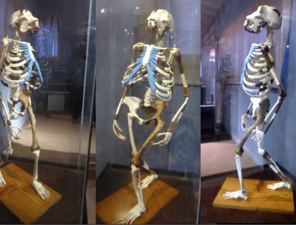 Addis Ababa Lucy in museum