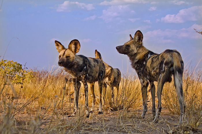 Wild Dog in Central Kalahari Game Reserve