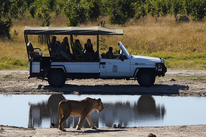 Lioness on a Savute safari