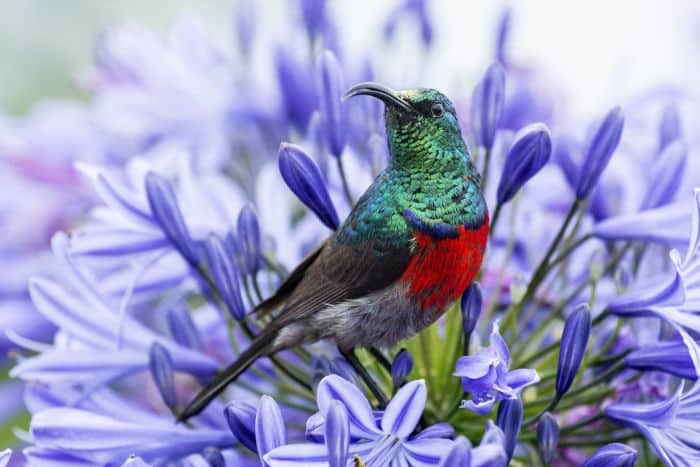 Greater diuble collared sunbird in Tsitsikamma National Park