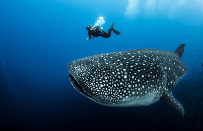 Cedarberg Travel | St Helena tour