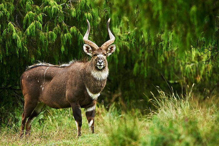Nyala Bull in Harissa Forest, Bale Mountains National Park, Ehiopia