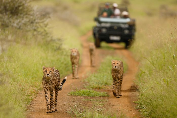 KwaZulu Natal Game Lodges - Cheetah in Amakhosi