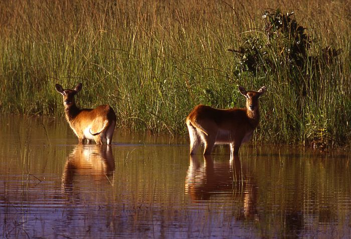 Lechwe in Kafue National Park Zambia