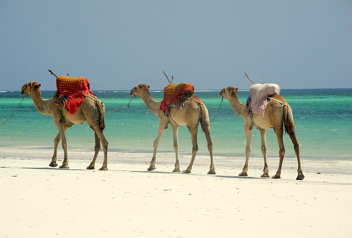 Kenya beach holiday - camels on the beach