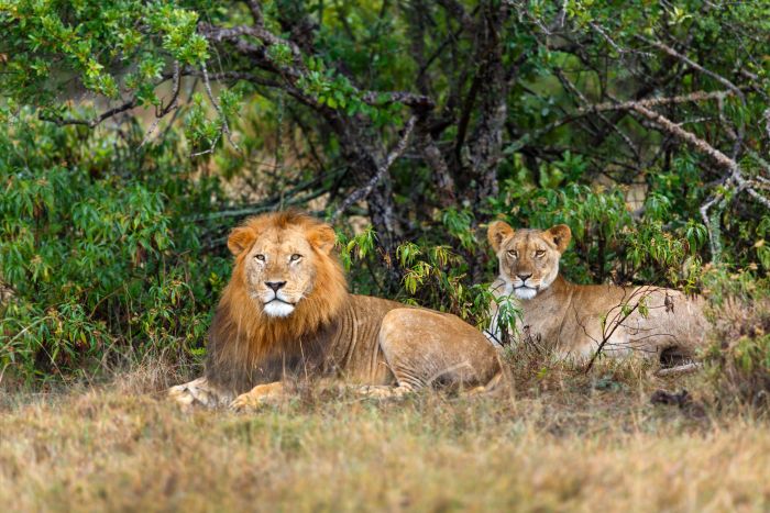 Lions in Ol Pejeta Wildlife Conservancy