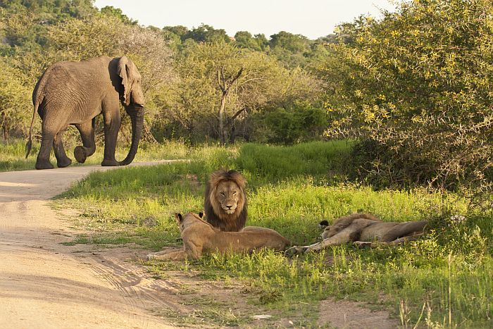 Lion and elephant in the Kruger National Park
