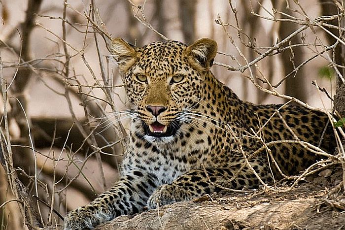 Leopard by Brian Jackson in North Luangwa safari