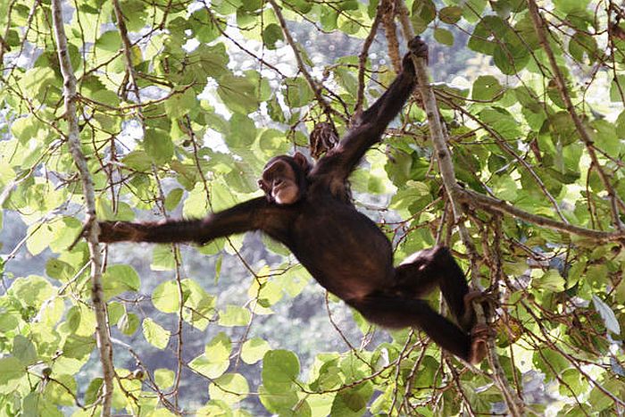 Chimpanzee tracking in Queen Elizabeth National Park, Kyambura gorge