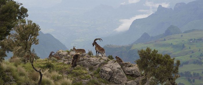 Cedarberg Travel | Trekking in Simien Mountain National Park with Lalibela