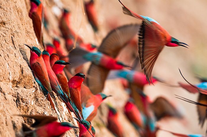 South Luangwa safari - carmine bee-eaters