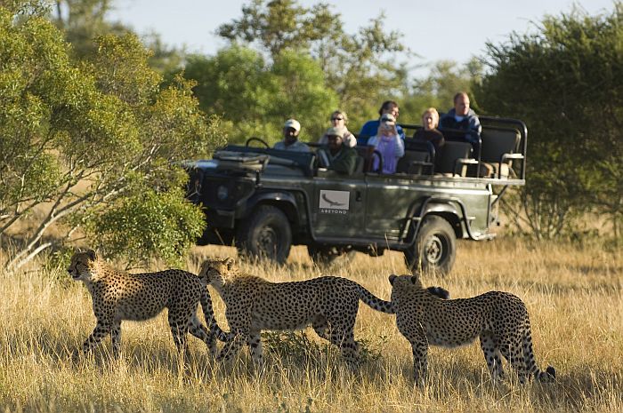 Timbavati safari - Cheetah (taken at Ngala Safari Lodge)