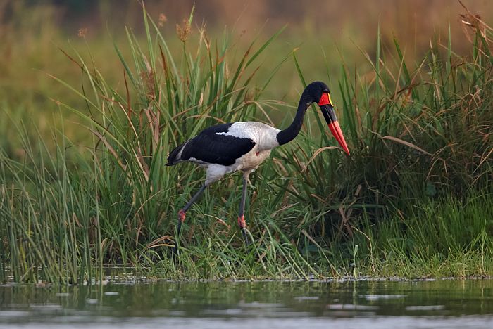 saddle-backed stork on a Uganda safari holiday