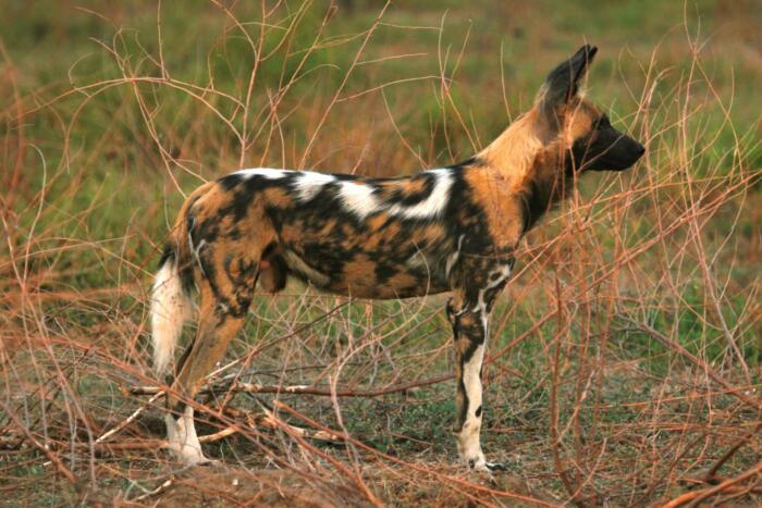Cedarberg Travel | Ingwe Pan Camp