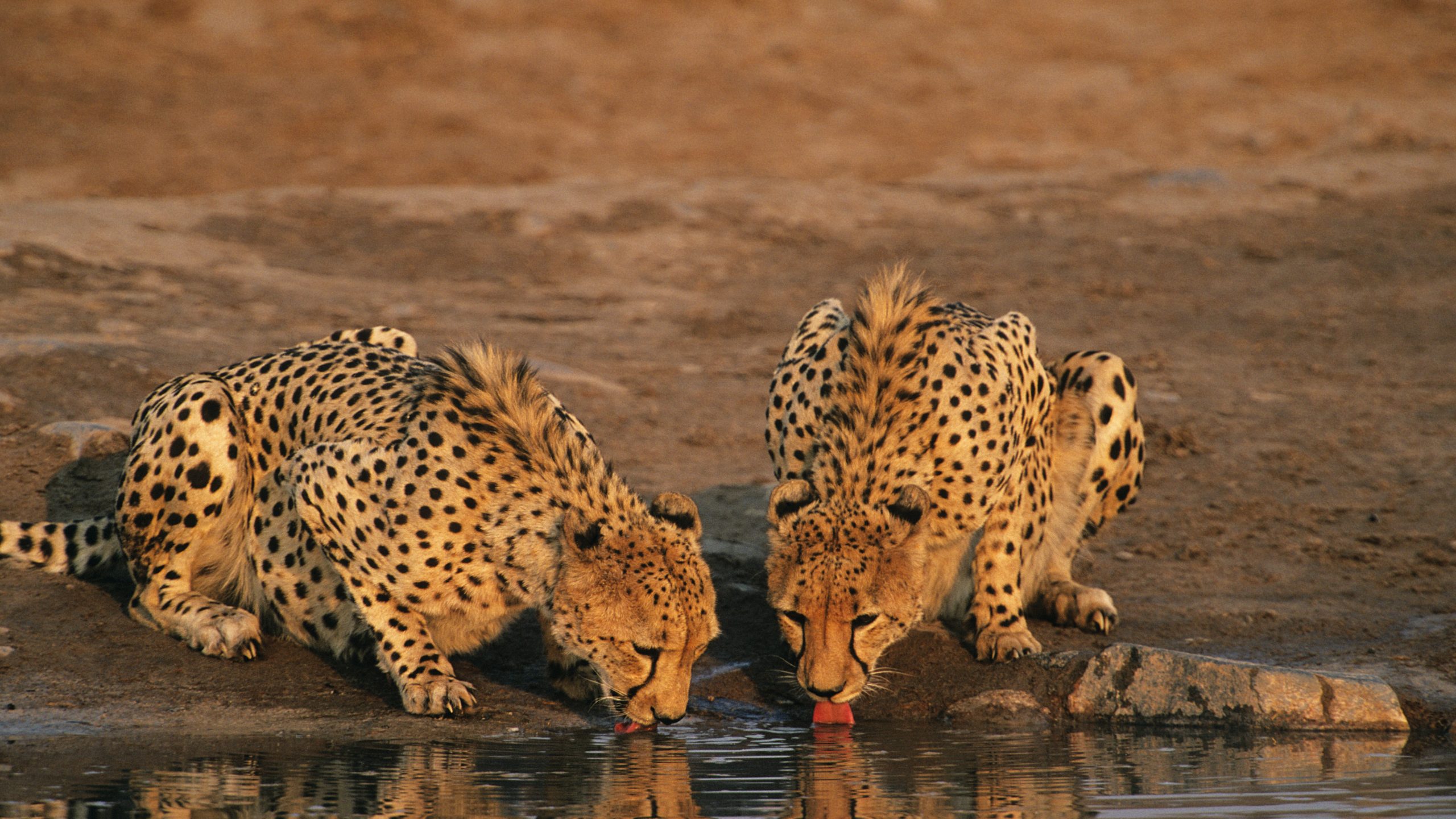 Leopard vs Cheetah - cheetah drinking