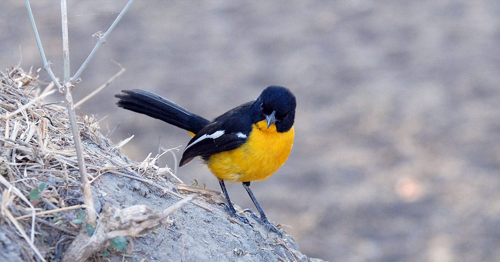 Bird in Zimbabwe